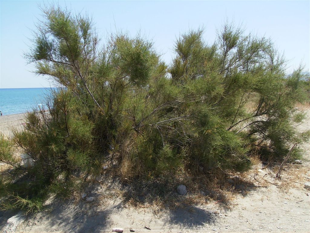 Albero da spiaggia - Tamarix cfr. gallica